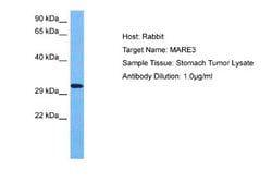 EB3 Antibody, Novus Biologicals 100 &mu;L | Buy Online | Novus Biologicals | Fisher Scientific